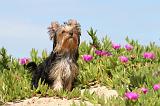 YORKSHIRE TERRIER 155